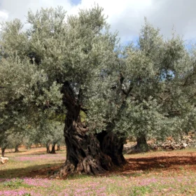 Huile d’olive