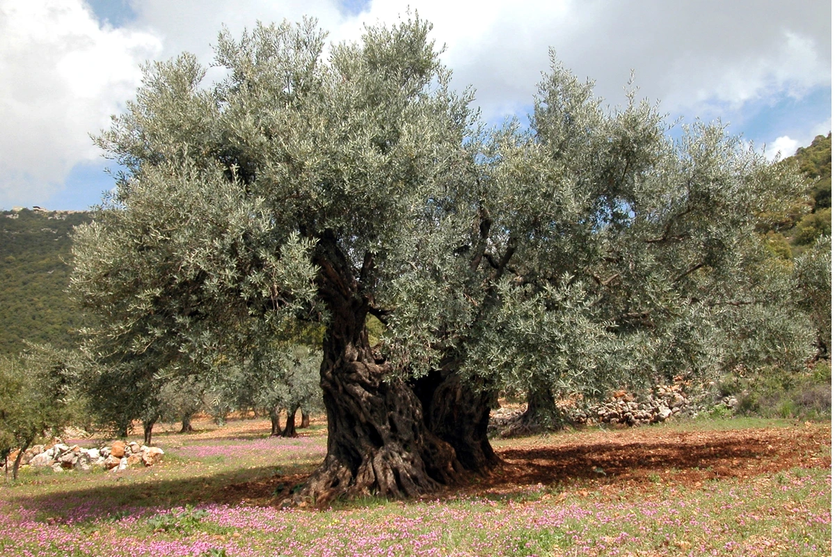 huile d'olive